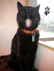cattery wirral