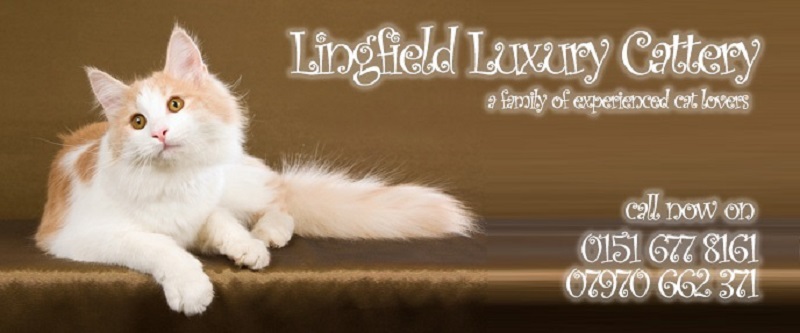 cattery wirral