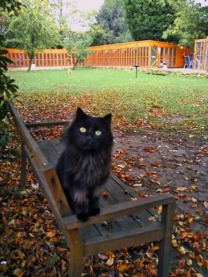 Cattery Liverpool